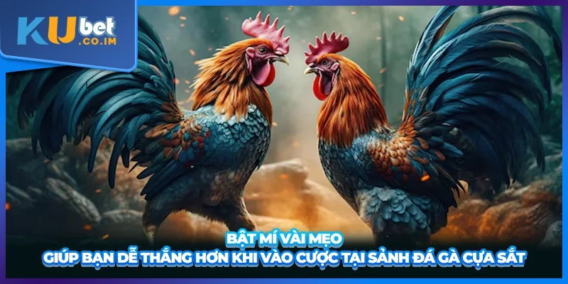 Bật mí vài mẹo giúp bạn dễ thắng hơn khi vào cược tại sảnh đá gà cựa sắt