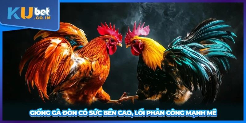 Giống gà đòn có sức bền cao, lối phản công mạnh mẽ