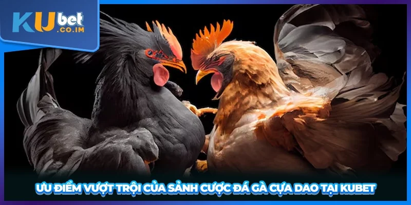 Ưu điểm vượt trội của sảnh cược đá gà cựa dao tại KUBET